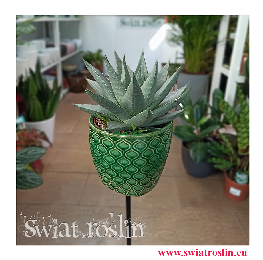 Haworthia Savanna, Haworcja Savanna, Haworsja Savanna, Haworthia Savannah, Haworcja Savannah, Haworsja Savannah, rosliny Kraków