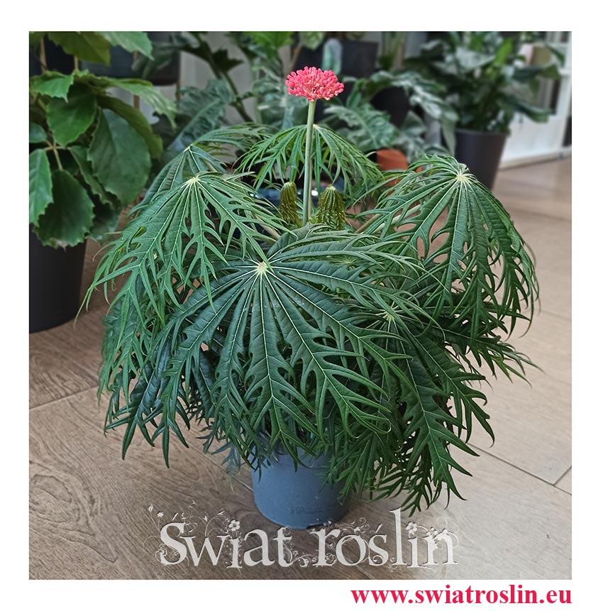 Jatrofa Multifida, Jatropha Multifida, Koralowiec, Krzew koralowy, Roślina koralowa, Orzech fizyczny, rośliny tropikalne, kwiaty doniczkowe