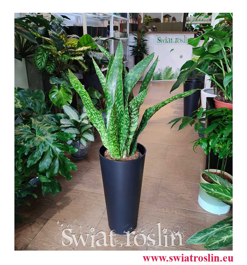 Sansevieria Dragon, Sansevieria Aubrytiana Dragon, Sansewieria Dragon, rośliny tropikalne, rośliny egzotyczne
