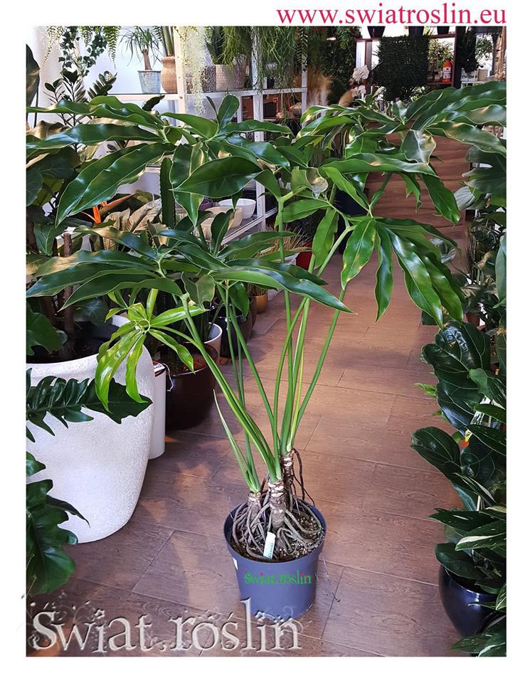 Philodendron Fun Bun, Świat Roślin, rośliny doniczkowe, rośliny Kraków, sklep z roslinami doniczkowymi
