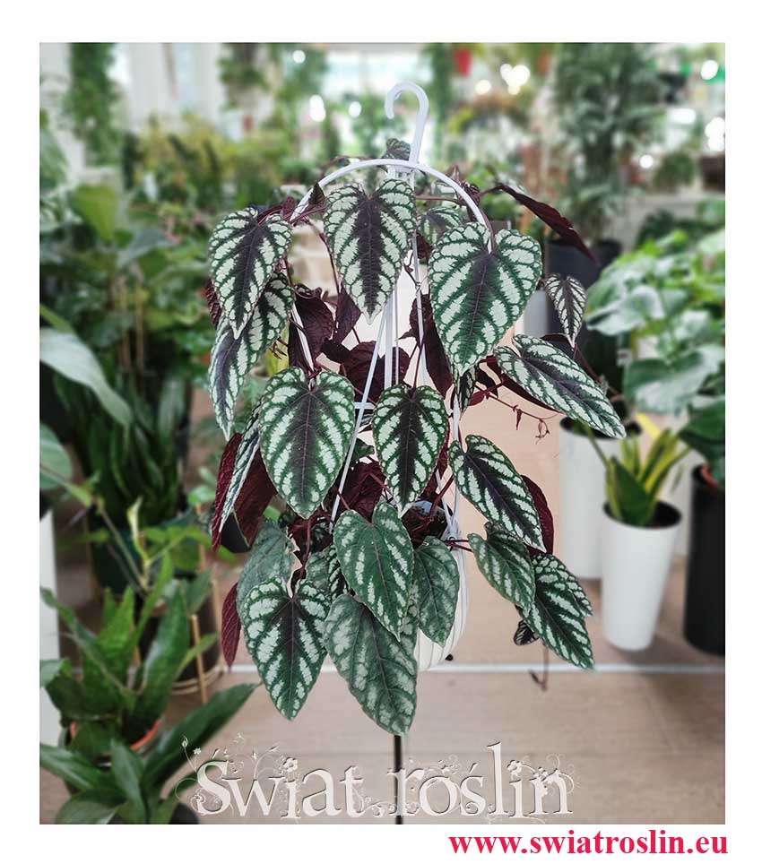 Pnącze ,Cissus Discolor, Cissus Różnobarwny, sklep z roślinami, sklep online